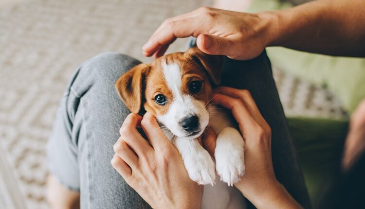 How often should I groom my dog?