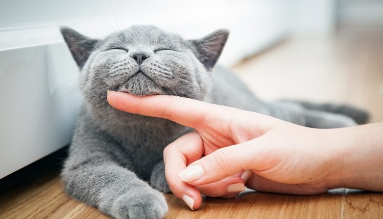 How to make your cat happy?