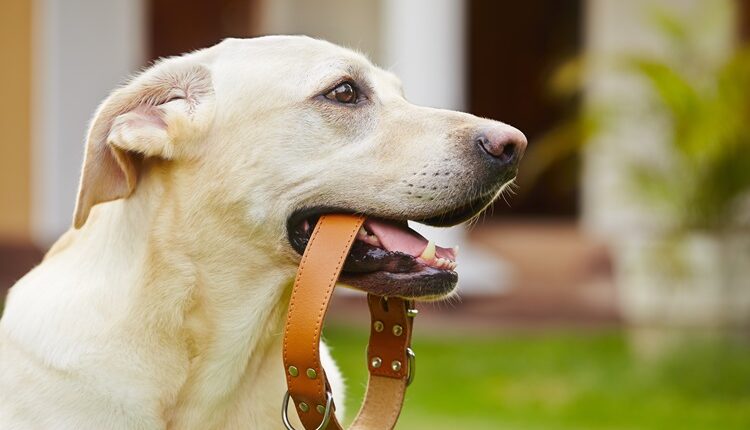 Motorcycle dog carrier – buyer’s guide